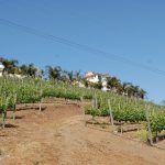 general-vineyard-view-3