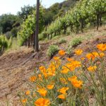 poppies-in-vineyard